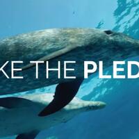 sedih-lumba-lumba-di-jepang-ini-saling-memeluk-sebelum-acara-pembantaian-tahunan