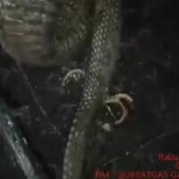 heboh-ular--berkaki--jadi-korban-kebakaran-hutan-di-riau