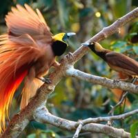 7-jenis-burung-cendrawasih-endemik-indonesia