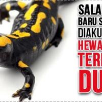 ahli-arkeologi-selama-ini-salah-salamander-ternyata-hewan-amphibi--terbesar-dunia