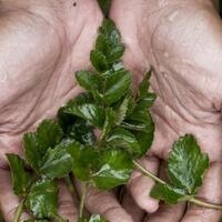 purwaceng-obat-kuat-asli-pegunungan-dieng