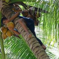 jangan-sembarangan-memetik-kelapa-di-miangas-harus-tahu-peraturan-ini-atau
