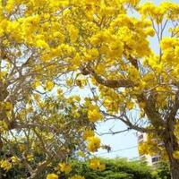 pohon-tabuyeya-musim-kemarau-tetap-berbunga