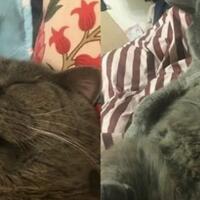 heboh-kucing-jantan-diinfus-karena-kimpoi-dengan-5-betina-sampai-berujung-tuntutan