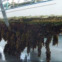 mengenal-fenomena-biofouling-yang-mengerikan-dan-menjijikan