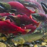ikan-salmon-kehidupan-penuh-perjuangan-dan-pengorbanan