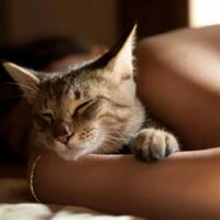 tidur-satu-kasur-dengan-kucing-baik-atau-buruk