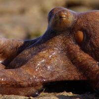 di-juluki-sebagai-quotalien-bumiquot-inilah-kemampuan-gurita-yang-sebenarnya