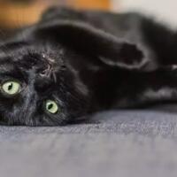 ternyata-hewan-hewan-ini-dianggap-membawa-mitos-loh-hewan-apa-saja