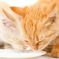 kucing-nggak-boleh-minum-susu-bener-nggak-sih