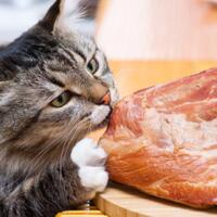10-makanan-yang-tidak-boleh-diberikan-pada-kucing-meski-mereka-mengeong-meminta