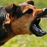 gagal-menjadi-anjing-polisi-anjing-ramah-ini-jadi-penyambut-tamu-di-kantor-gubernur