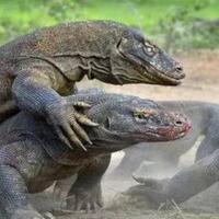 busyet-rogoh-14-juta-cuma-buat-lihat-komodo