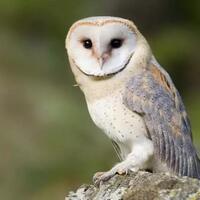 komunitas-burung-dares-indonesia