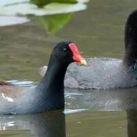 foto-penampakan-sosok-aneh-di-antara-burung-ini-mencuri-perhatian-netizen