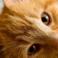 tingkah-tingkah-kucing-yang-menandakan-dia-nggak-suka-sama-agan