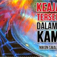 tjakep-inilah-deretan-pemenang-fotografi-dalam-nikon-small-world-2019