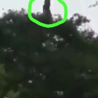 heboh-video-misterius-seorang-wanita-menari-di-atas-pohon-siapakah-dia-sebenarnya