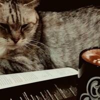 menggemaskan-berikut-kafe-kafe-bertema-kucing-di-indonesia