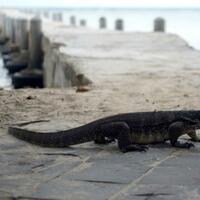asyiknya-mengunjungi-wisata-pulau-biawak-di-indramayu-jawa-barat