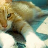 7-hal-yang-harus-kamu-siapkan-sebelum-mengadopsi-kucing-liar