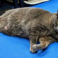 perkenalkan-ini-cinderblock-kucing-obesitas-yang-punya-misi-menguruskan-badan
