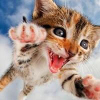 alasan-di-balik-kucing-yang-suka-menggoyangkan-bokongnya-sebelum-menyerang-menerkam