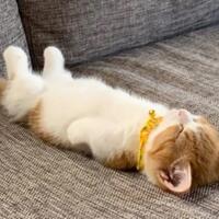 hati-hati-sofa-di-rumahmu-ternyata-bisa-berbahaya-buat-kucing