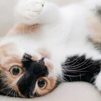 sering-melihat-kucing-berguling-ini-dia-alasan-di-balik-kegemarannya-tersebut