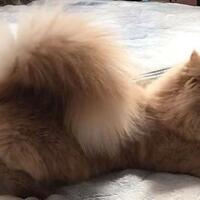 bell-kucing-napoleon-unik-dengan-ekornya-yang-tampak-seperti-ekor-tupai