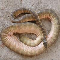 hati-hati-salah-satu-ular-mematikan-ini-bisa-ditemukan-di-indonesia