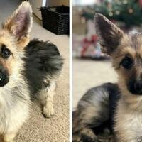 mengidap-kelainan-langka-anjing-lucu-ini-nggak-bisa-tumbuh-besar