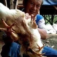 heboh-ayam-berkaki-4-di-sumbar-pernah-ditawar-seharga-rp50-juta
