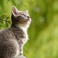 foto-foto-kucing-dengan-gaya--rambut--masa-kini-gokil-abis