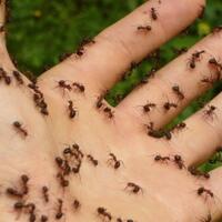 semua-semut-yang-ada-di-koloninya-ikut-mati-setelah-ratunya-mati