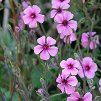 selain-bisa-mempercantik-pekarangan-tanaman-ini-juga-mampu-usir-serangga