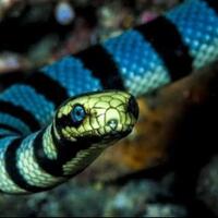 heboh-ular-kobra-kenali-7-jenis-ular-dengan-bisa-paling-mematikan-di-dunia-ini