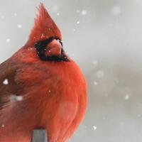 geli-dan-lucu-berikut-penampakan-beberapa-bayi-burung-versus-ketika-mereka-dewasa