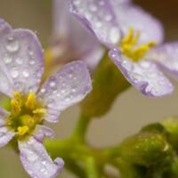 jangan-maen-cium-aja-gansis-10-daftar-bunga-dan-tanaman-paling-mematikan-di-dunia