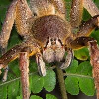 wow-gigitan-bisa-laba-laba-ini-dapat-menyebabkan-korbannya-ereksi-selama-4-jam