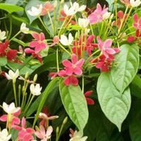 tumbuh-subur-dan-makmur-di-tanah-bugis