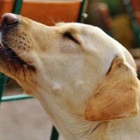 jangan-salah-kumis-anjing-ternyata-punya-fungsi-yang-sangat-penting-loh