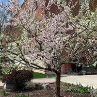 bukan-khayalan-ada-pohon-yang-bisa-hasilkan-40-jenis-buah-loh