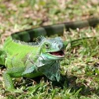 tertarik-memelihara-iguana-kenali-iguana-lebih-dalam-sebelum-memeliharanya-yuk