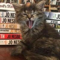 otis--clementines-books-and-coffee-toko-buku-yang-dipenuhi-dengan-anak-kucing