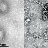 catat-ini-jamu-penangkal-virus-corona