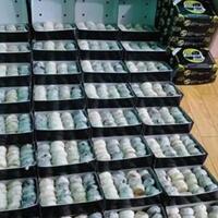 piknik-ke-jogja-jangan-lupa-beli-bakpia-ini-rekomendasi-bakpia-basah-paling-enak