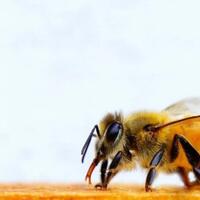battle-royal-hingga-di-gangbang-ketahui-7-hal-mengerikan-tentang-ratu-lebah-berikut