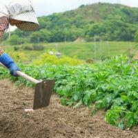 suka-berkebun-ini-trik-sederhana-agar-sayuran-rasanya-lebih-manis-dan-segar