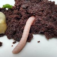 9-dessert-lucu-no-3-bikin-mual